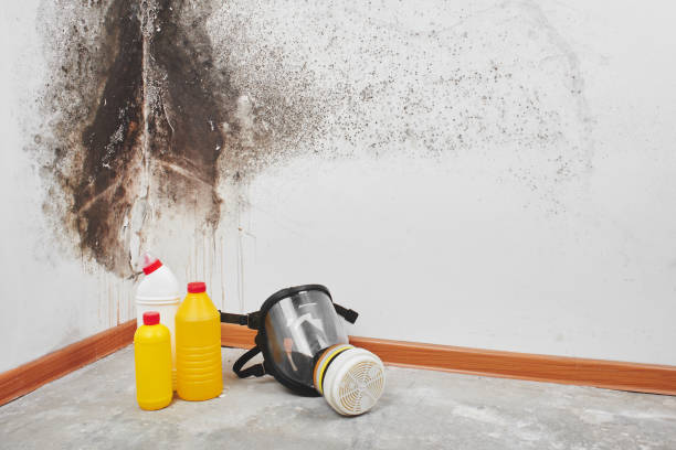 Best Fast Mold Removal  in Frazer, PA