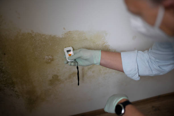 Best Same-Day Mold Removal  in Frazer, PA