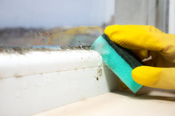 Best Professional Mold Removal  in Frazer, PA