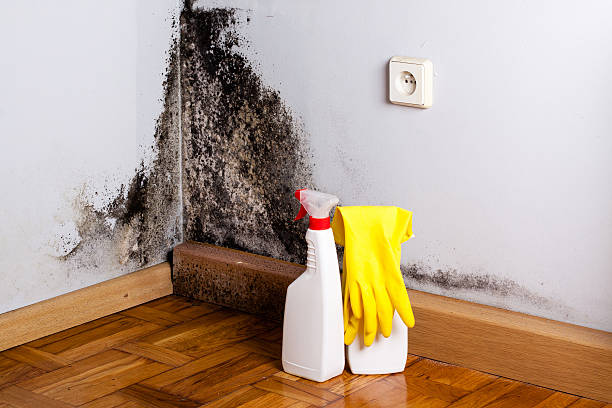 Best Toxic Mold Removal  in Frazer, PA