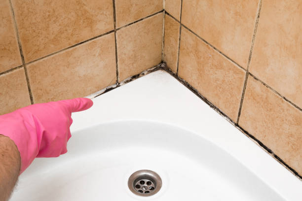 Best Attic Mold Removal  in Frazer, PA
