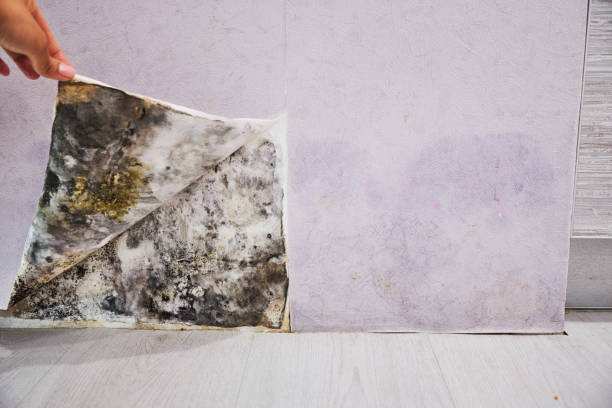 Best Certified Mold Removal  in Frazer, PA
